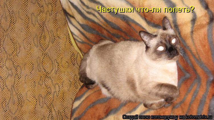 Частушки что-ли попеть?... Котоматрица: Частушки что-ли попеть?