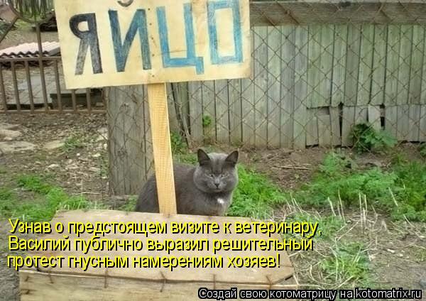 Узнав о предстоящем визите к ветеринару, Василий публично выразил решительный протест гнусным намере... Котоматрица: Узнав о предстоящем визите к ветеринару, Василий публично выразил решительный протест гнусным намерениям хозяев!