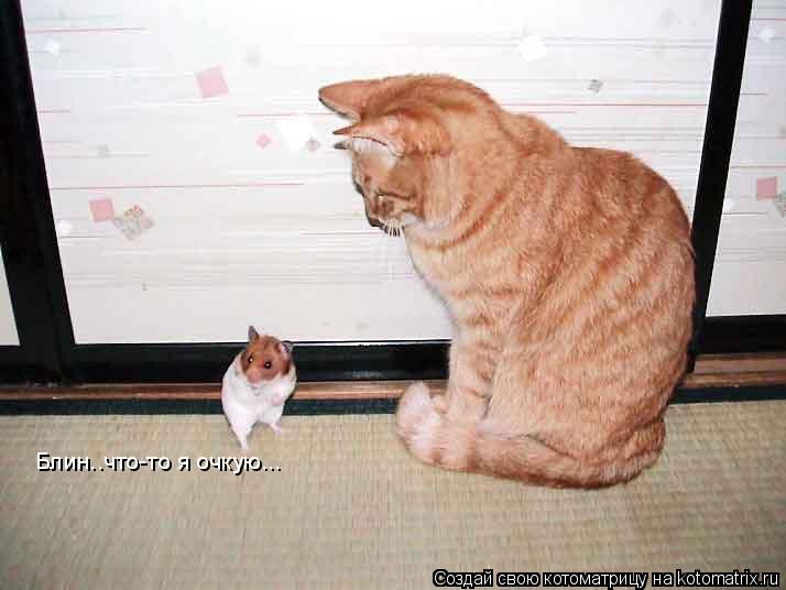 Блин..что-то я очкую...... Котоматрица: Блин..что-то я очкую...