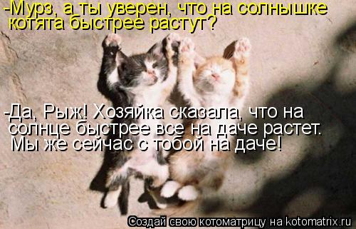 -Мурз, а ты уверен, что на солнышке котята быстрее растут? -Да, Рыж! Хозяйка сказала, что на солнце ... Котоматрица: -Мурз, а ты уверен, что на солнышке котята быстрее растут? -Да, Рыж! Хозяйка сказала, что на солнце быстрее все на даче растет. Мы же сейчас с т