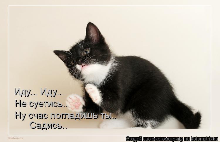 Иду... Иду... Не суетись.. Ну счас погладишь ты.. Садись..... Котоматрица: Иду... Иду... Не суетись.. Ну счас погладишь ты.. Садись..