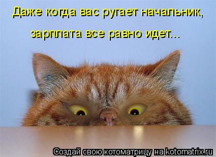 Даже когда вас ругает начальник, зарплата все равно идет...... Котоматрица: Даже когда вас ругает начальник, зарплата все равно идет...