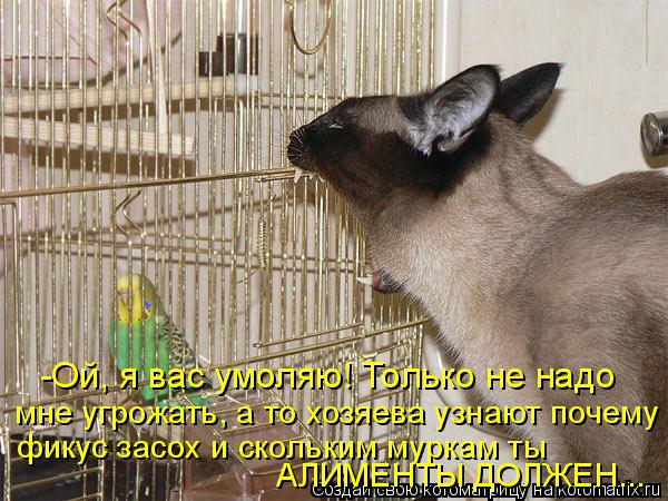 -Ой, я вас умоляю! Только не надо мне угрожать, а то хозяева узнают почему фикус засох и скольким мур... Котоматрица: -Ой, я вас умоляю! Только не надо мне угрожать, а то хозяева узнают почему фикус засох и скольким муркам ты АЛИМЕНТЫ ДОЛЖЕН...