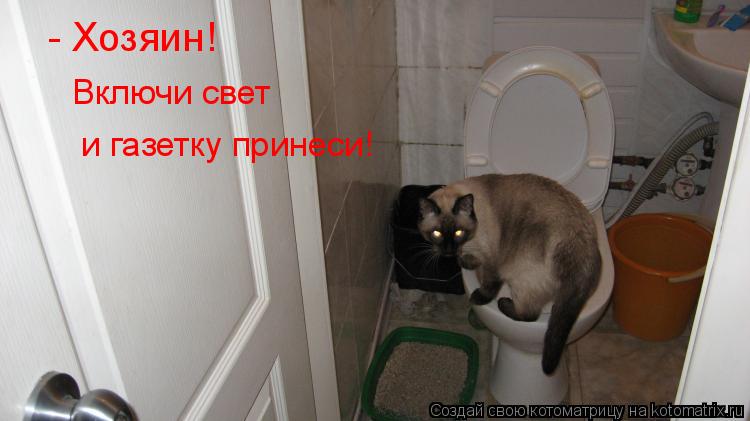 - Хозяин! Включи свет и газетку принеси!... Котоматрица: - Хозяин! Включи свет и газетку принеси!