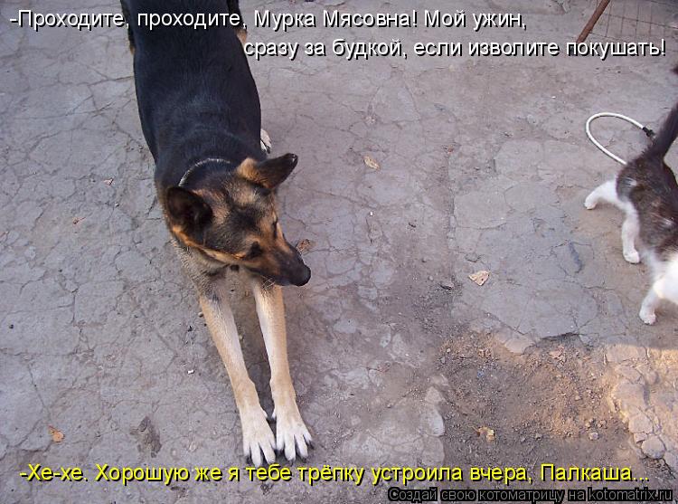 -Проходите, проходите, Мурка Мясовна! Мой ужин, сразу за будкой, если изволите покушать! -Хе-хе. Хоро... Котоматрица: -Проходите, проходите, Мурка Мясовна! Мой ужин, сразу за будкой, если изволите покушать! -Хе-хе. Хорошую же я тебе трёпку устроила вчера, Палка