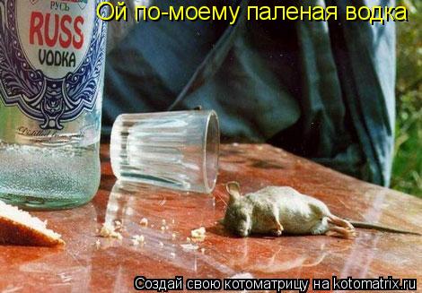 Ой по-моему паленая водка... Котоматрица: Ой по-моему паленая водка