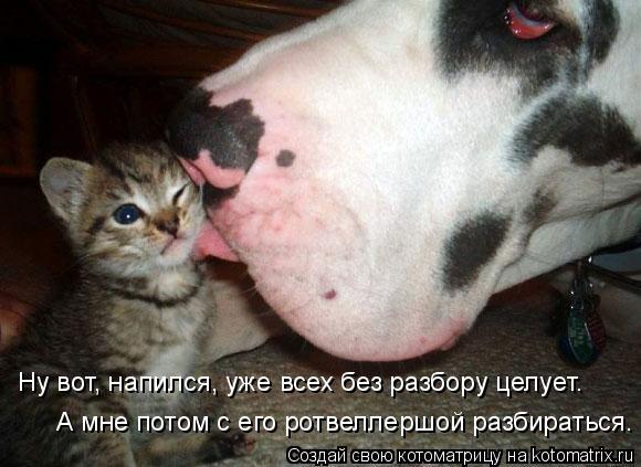 Ну вот, напился, уже всех без разбору целует. А мне потом с его ротвеллершой разбираться.... Котоматрица: Ну вот, напился, уже всех без разбору целует. А мне потом с его ротвеллершой разбираться.