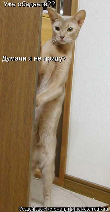 Уже обедаете?? Думали я не приду?... Котоматрица: Уже обедаете?? Думали я не приду?