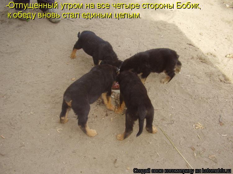 -Отпущенный утром на все четыре стороны Бобик, к обеду вновь стал единым целым.... Котоматрица: -Отпущенный утром на все четыре стороны Бобик, к обеду вновь стал единым целым.