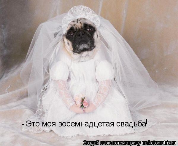 - Это моя восемнадцетая свадьба !... Котоматрица: - Это моя восемнадцетая свадьба !