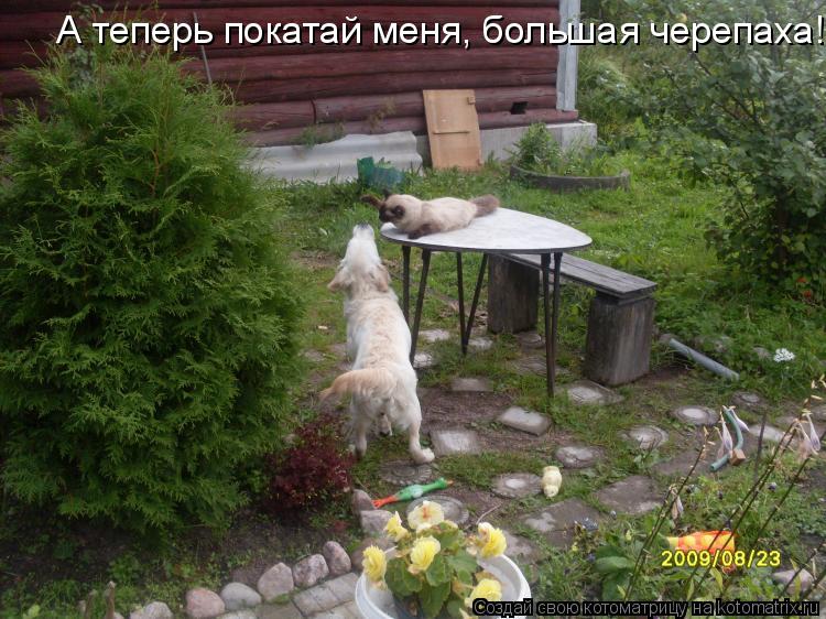 А теперь покатай меня, большая черепаха!... Котоматрица: А теперь покатай меня, большая черепаха!