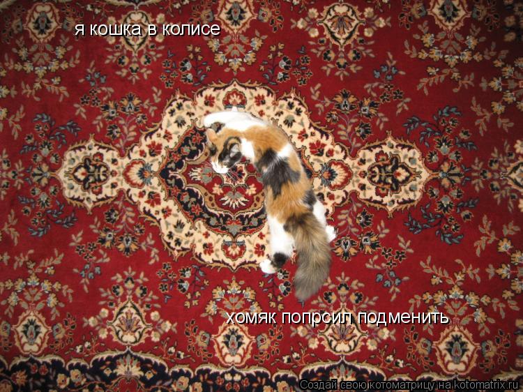 я кошка в колисе хомяк попрсил подменить... Котоматрица: я кошка в колисе хомяк попрсил подменить