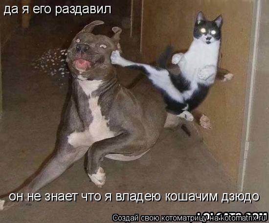 да я его раздавил он не знает что я владею кошачим дзюдо... Котоматрица: да я его раздавил он не знает что я владею кошачим дзюдо