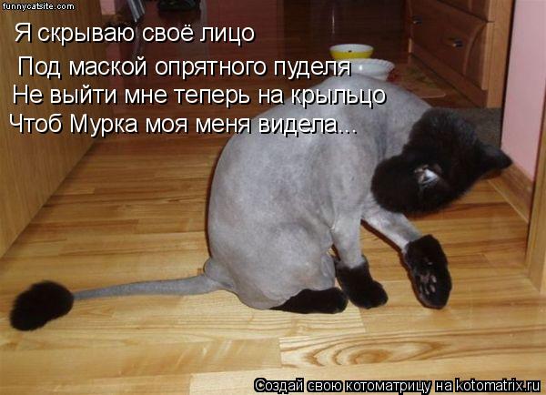 Я скрываю своё лицо Под маской опрятного пуделя Не выйти мне теперь на крыльцо Чтоб Мурка моя меня ви... Котоматрица: Я скрываю своё лицо Под маской опрятного пуделя Не выйти мне теперь на крыльцо Чтоб Мурка моя меня видела...
