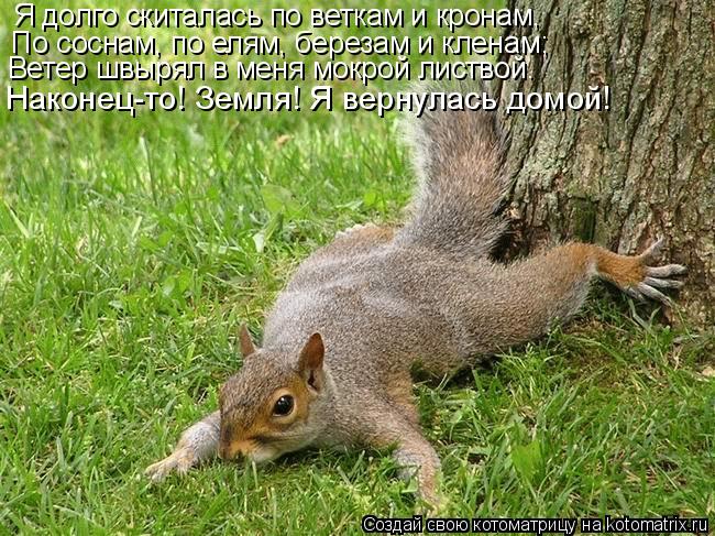Я долго скиталась по веткам и кронам, По соснам, по елям, березам и кленам; Ветер швырял в меня мокро... Котоматрица: Я долго скиталась по веткам и кронам, По соснам, по елям, березам и кленам; Ветер швырял в меня мокрой листвой… Наконец-то! Земля! Я вернулась