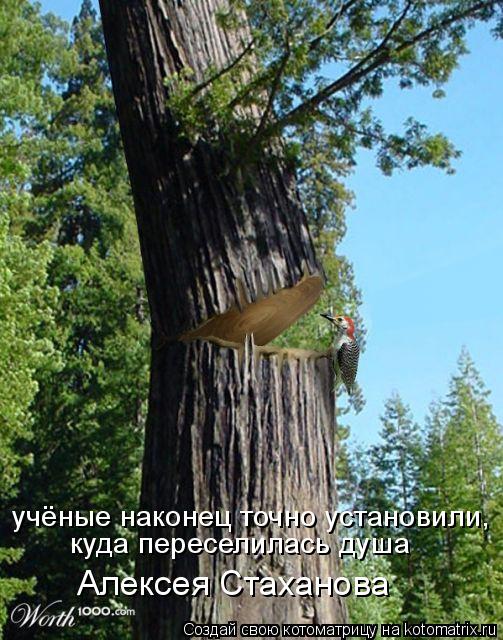 учёные наконец точно установили, куда переселилась душа Алексея Стаханова... Котоматрица: учёные наконец точно установили, куда переселилась душа Алексея Стаханова