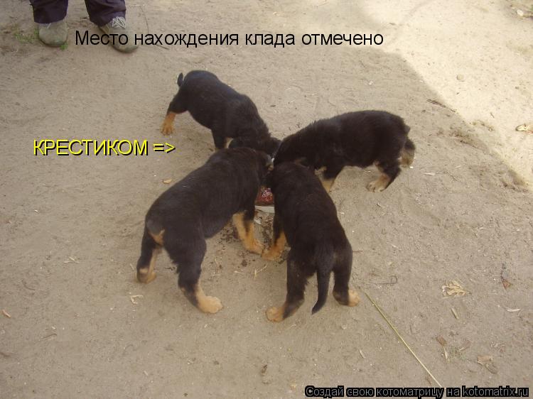 Место нахождения клада отмечено КРЕСТИКОМ =>... Котоматрица: Место нахождения клада отмечено КРЕСТИКОМ =>