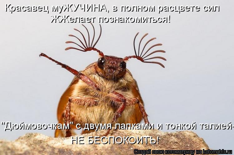 Красавец муЖУЧИНА, в полном расцвете сил ЖЖелает познакомиться! НЕ БЕСПОКОИТЬ! "Дюймовочкам" с двумя ... Котоматрица: Красавец муЖУЧИНА, в полном расцвете сил ЖЖелает познакомиться! НЕ БЕСПОКОИТЬ! "Дюймовочкам" с двумя лапками и тонкой талией-