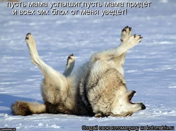 пусть мама услышит,пусть мама придёт и всех эих блох от меня уведёт!... Котоматрица: пусть мама услышит,пусть мама придёт и всех эих блох от меня уведёт!