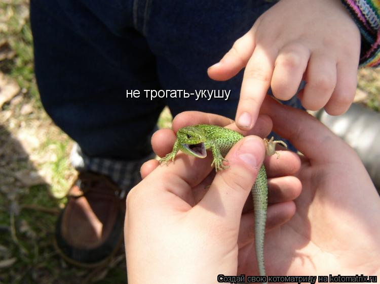 не трогать-укушу... Котоматрица: не трогать-укушу