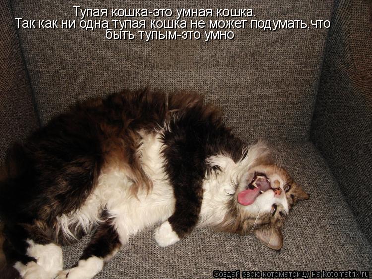 Тупая кошка-это умная кошка. Так как ни одна тупая кошка не может подумать,что быть тупым-это умно... Котоматрица: Тупая кошка-это умная кошка. Так как ни одна тупая кошка не может подумать,что быть тупым-это умно