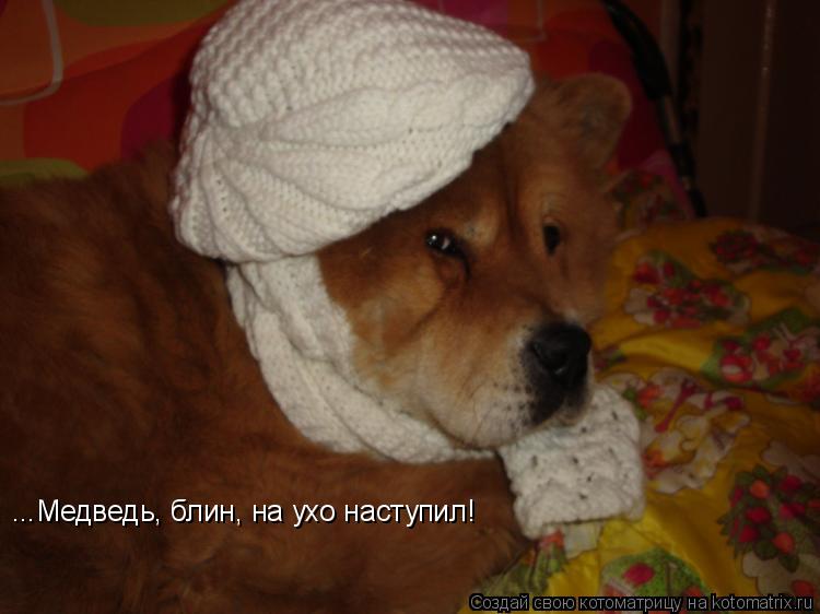 ...Медведь, блин, на ухо наступил!... Котоматрица: ...Медведь, блин, на ухо наступил!