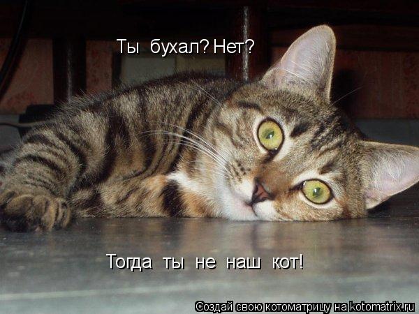 Котоматрица: Ты  бухал? Нет? Тогда  ты  не  наш  кот!