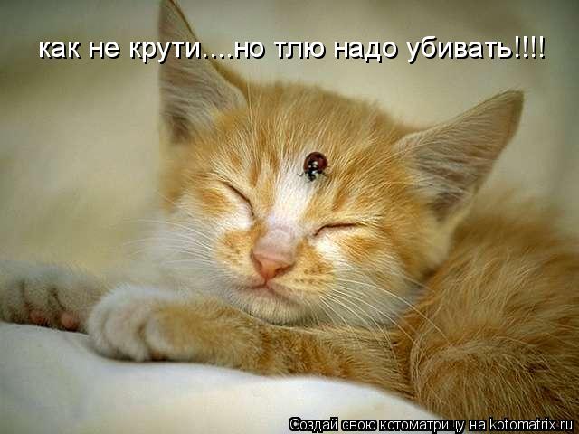 как не крути....но тлю надо убивать!!!!... Котоматрица: как не крути....но тлю надо убивать!!!!