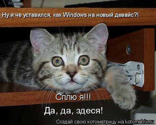 Котоматрица: Ну и че уставился, как Windows на новый девайс?! Сплю я!!! Да, да, здеся!