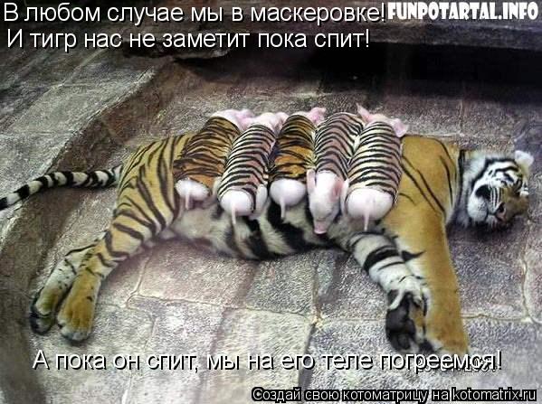 Котоматрица: В любом случае мы в маскеровке! И тигр нас не заметит пока спит! А пока он спит, мы на его теле погреемся!