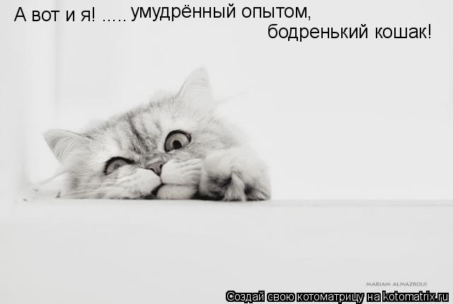 А вот и я! ..... умудрённый опытом, бодренький кошак!... Котоматрица: А вот и я! ..... умудрённый опытом, бодренький кошак!