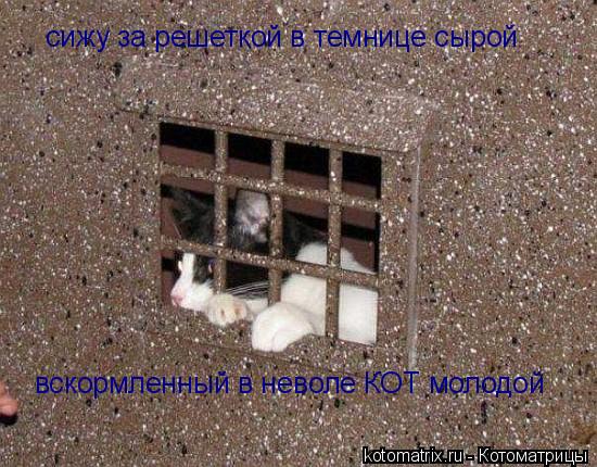 сижу за решеткой в темнице сырой вскормленный в неволе КОТ молодой... Котоматрица: сижу за решеткой в темнице сырой вскормленный в неволе КОТ молодой