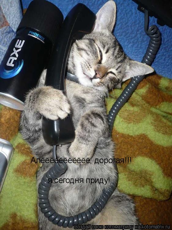 Алёёёёёёёёёёё, дорогая!!! я сегодня приду!... Котоматрица: Алёёёёёёёёёёё, дорогая!!! я сегодня приду!
