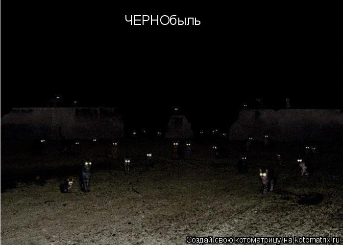 ЧЕРНОбыль... Котоматрица: ЧЕРНОбыль