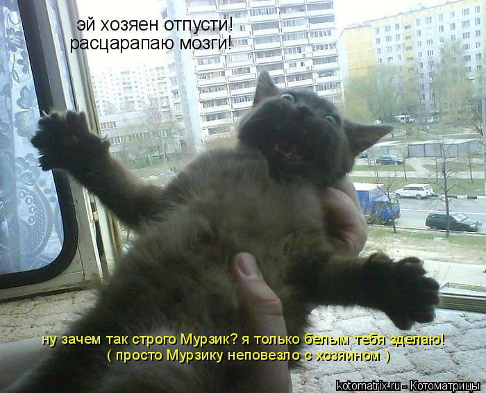 эй хозяен отпусти! расцарапаю мозги! ну зачем так строго Мурзик? я только белым тебя зделаю! ( просто... Котоматрица: эй хозяен отпусти! расцарапаю мозги! ну зачем так строго Мурзик? я только белым тебя зделаю! ( просто Мурзику неповезло с хозяином )