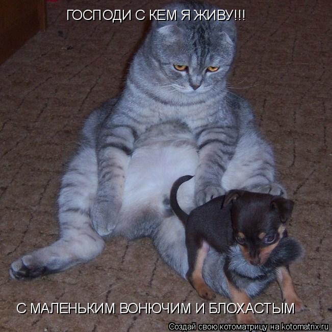 ГОСПОДИ С КЕМ Я ЖИВУ!!! С МАЛЕНЬКИМ ВОНЮЧИМ И БЛОХАСТЫМ... Котоматрица: ГОСПОДИ С КЕМ Я ЖИВУ!!! С МАЛЕНЬКИМ ВОНЮЧИМ И БЛОХАСТЫМ