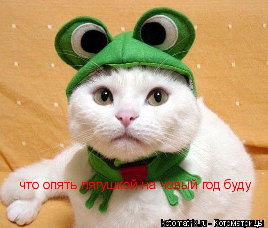 что опять лягушкой на новый год буду... Котоматрица: что опять лягушкой на новый год буду