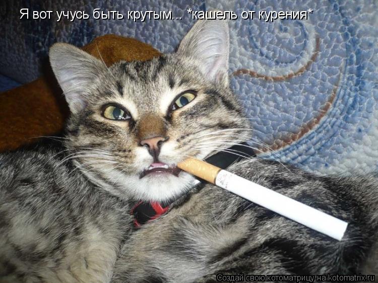 Я вот учусь быть крутым... *кашель от курения*... Котоматрица: Я вот учусь быть крутым... *кашель от курения*