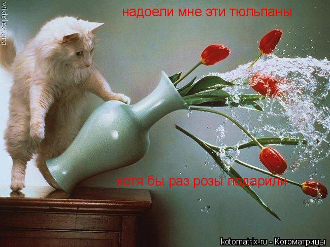надоели мне эти тюльпаны хотя бы раз розы подарили... Котоматрица: надоели мне эти тюльпаны хотя бы раз розы подарили
