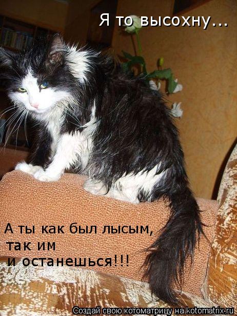 А ты как был лысым, Я то высохну... так им и останешься!!!... Котоматрица: А ты как был лысым, Я то высохну... так им и останешься!!!