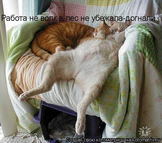 Работа не волк в лес не убежала-догнали... Котоматрица: Работа не волк в лес не убежала-догнали
