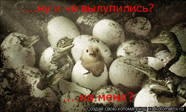 ....на меня? ....ну и че вылупились?... Котоматрица: ....на меня? ....ну и че вылупились?