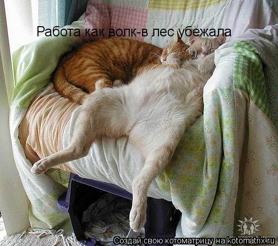Работа как волк-в лес убежала... Котоматрица: Работа как волк-в лес убежала