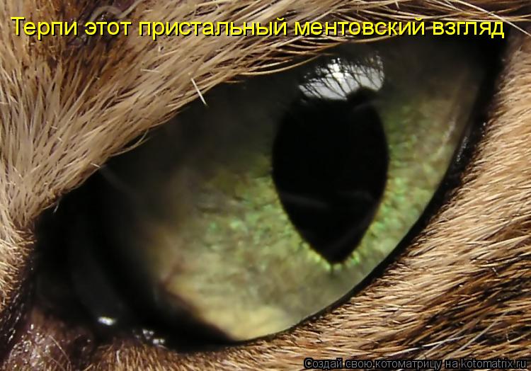 Терпи этот пристальный ментовский взгляд... Котоматрица: Терпи этот пристальный ментовский взгляд