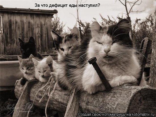 За что дефицит еды наступил?... Котоматрица: За что дефицит еды наступил?