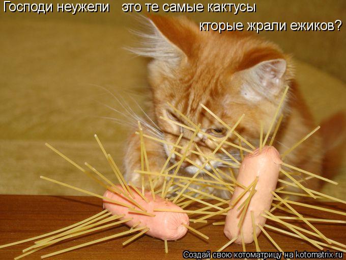 Господи неужели это те самые кактусы кторые жрали ежиков?... Котоматрица: Господи неужели это те самые кактусы кторые жрали ежиков?