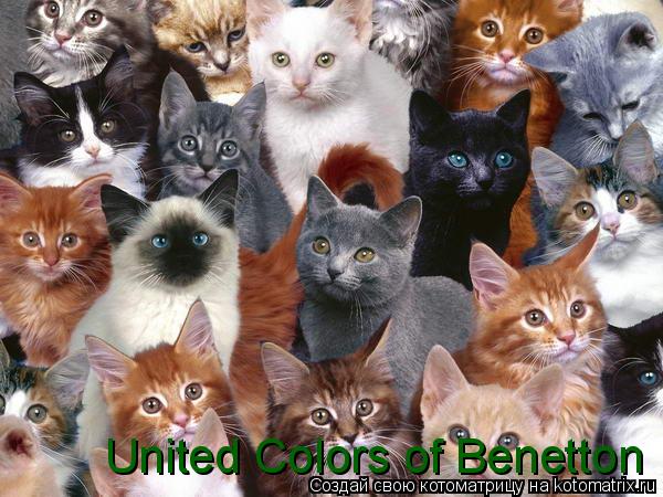 Котоматрица: United Colors of Benetton