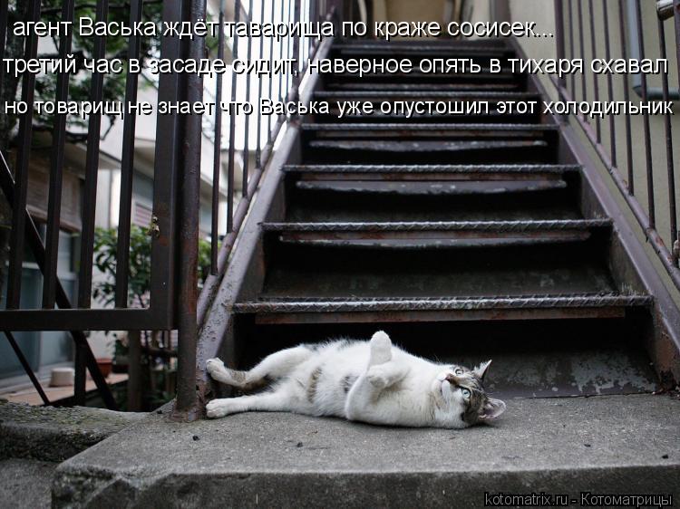 агент Васька ждёт таварища по краже сосисек... третий час в засаде сидит, наверное опять в тихаря сх... Котоматрица: агент Васька ждёт таварища по краже сосисек... третий час в засаде сидит, наверное опять в тихаря схавал но товарищ не знает что Васька уже о