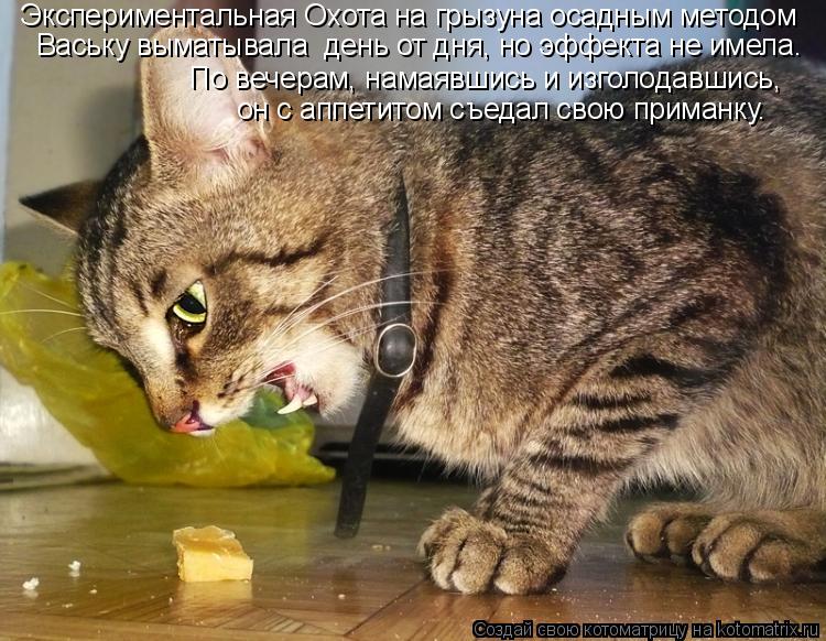 Ваську выматывала день от дня, но эффекта не имела. По вечерам, намаявшись и изголодавшись, Эксперим... Котоматрица: Ваську выматывала день от дня, но эффекта не имела. По вечерам, намаявшись и изголодавшись, Экспериментальная Охота на грызуна осадным мет