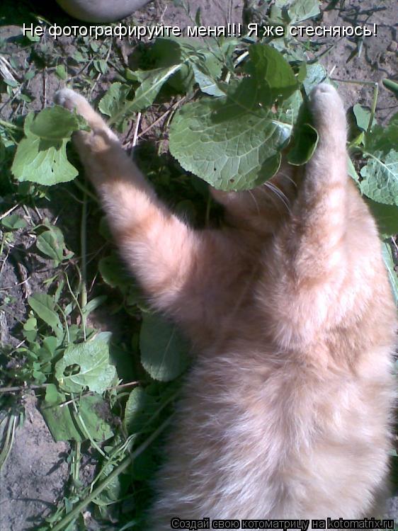 Не фотографируйте меня!!! Я же стесняюсь!... Котоматрица: Не фотографируйте меня!!! Я же стесняюсь!